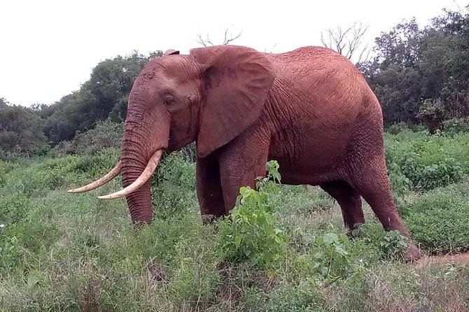 Safari Kenya with Patrick - What the $418.12 price means
