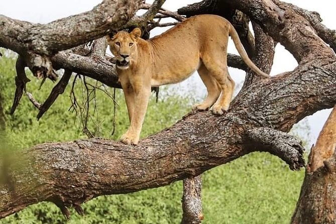 Safari Tour; Nairobi National Park - Nairobi National Park puts safari beside the skyline