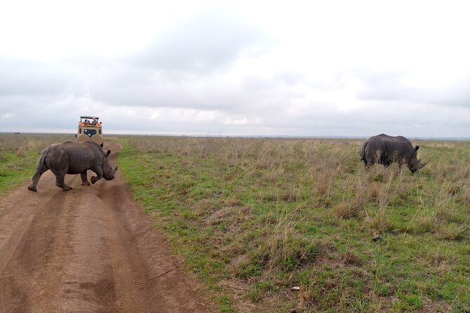 Safari Tour; Nairobi National Park - Guides can make or break the morning