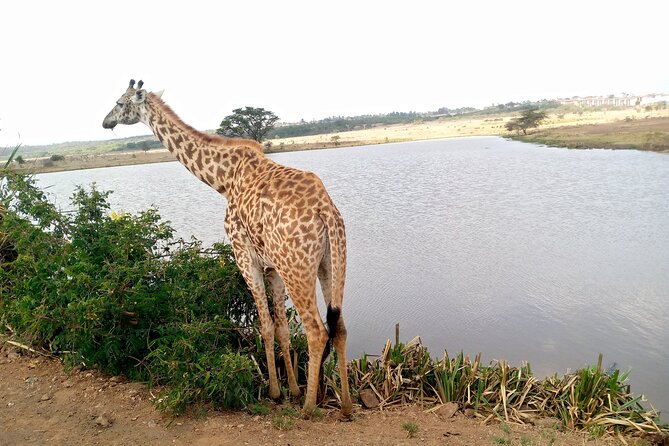 Safari Tour; Nairobi National Park - The open-roof van is practical, with a few rough edges