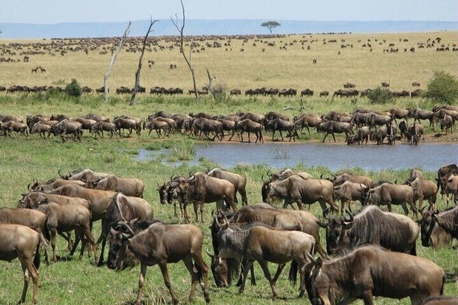 Safari Tour; Nairobi National Park - The park fee changes the value calculation