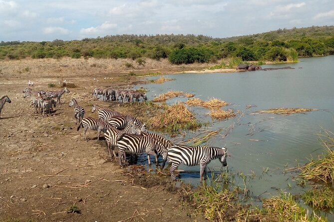 Safari Tour; Nairobi National Park - Airport drop-off makes this a useful layover plan