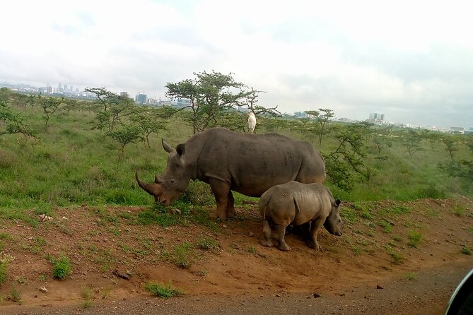Safari Tour; Nairobi National Park - Who should book this Nairobi safari