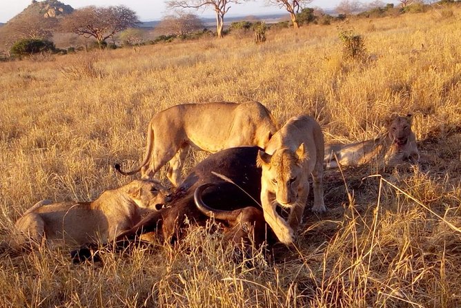 Safari-Tsavo east national park -2 days 1 night - Tsavo East in two days, what you are really getting