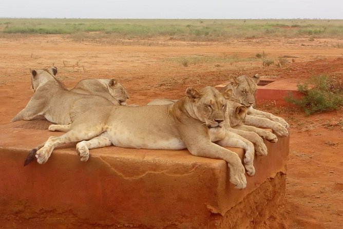 Safari-Tsavo east national park -2 days 1 night - The four-hour first game drive
