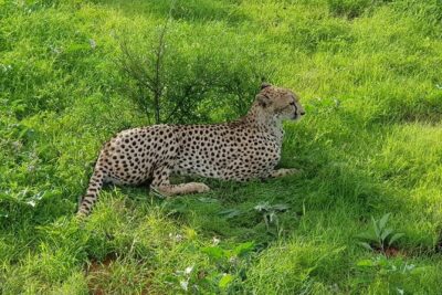 Safari-Tsavo east national park -2 days 1 night