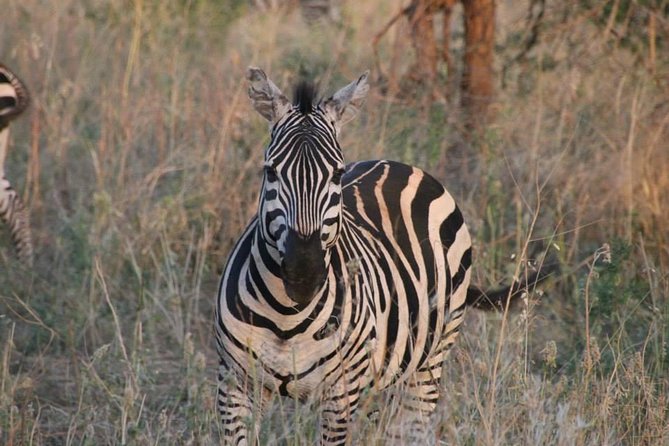 Safari-Tsavo east national park -2 days 1 night - How the $459.43 price holds up