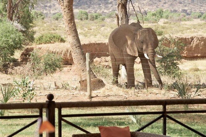 Samburu/ Aberdare/ Lake Nakuru/ Masai Mara 7 Days Safari - Day 7: One last drive, then back to Nairobi