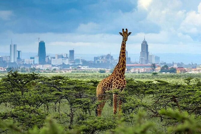 Shared Nairobi National Park Safari Tour - Why Nairobi National Park makes sense for a short safari