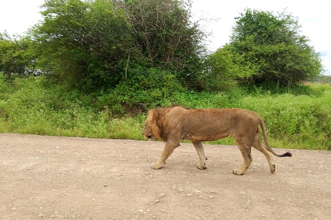 Shared Nairobi National Park Safari Tour - Five hours of searching for lions and rhinos