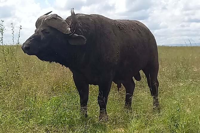 Shared Nairobi National Park Safari Tour - Price, park fees, and real value