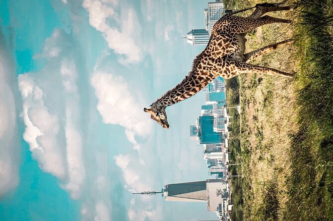 Shared Nairobi National Park Safari Tour - Booking details worth checking