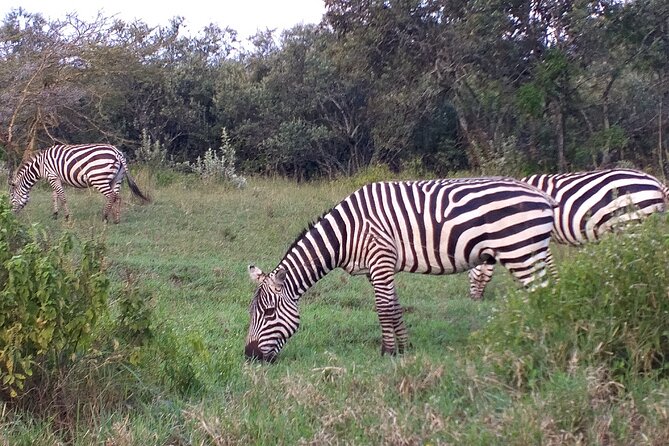 Shared Nairobi National Park Safari Tour - Starting early from Nairobi