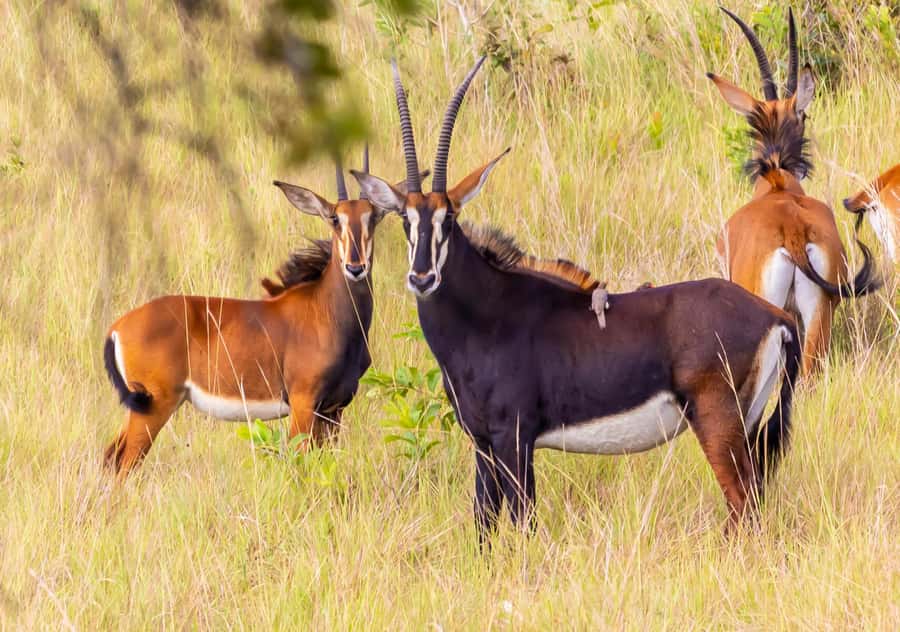 Shimba Hills Day Safari & Sheldrick Falls Hike Private Tour - Why Shimba Hills makes a good day from the coast