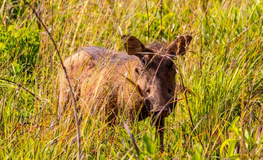 Shimba Hills Day Safari & Sheldrick Falls Hike Private Tour - Who will enjoy this day most?