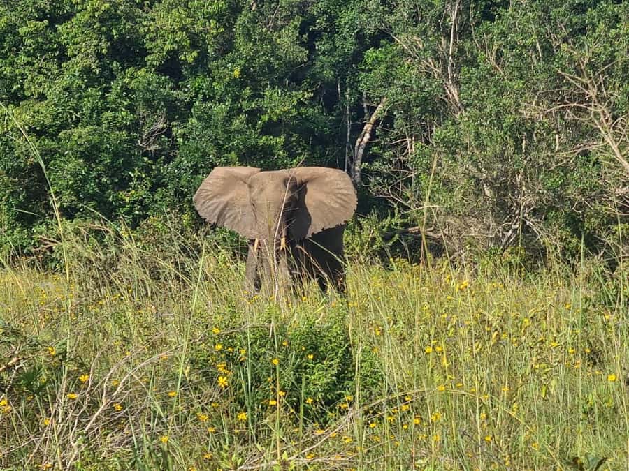 Shimba Hills: Game Drive, Waterfall Hike, and Lunch - A full day beyond the beaches