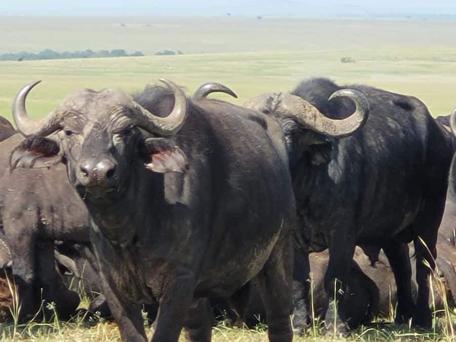 Shimba hills tropical rain forest day trip - The first game drive and the sable antelope search
