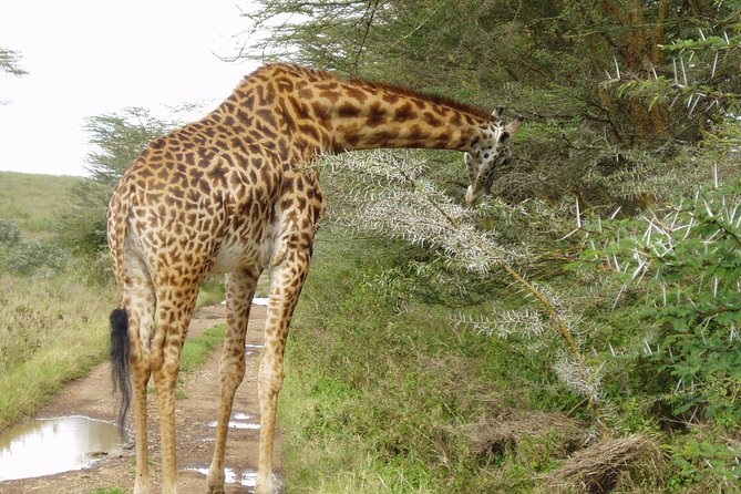 Small Group Budget Tour to Hells Gate National Park and Lake Naivasha Boat Ride - Lake Naivasha by optional boat