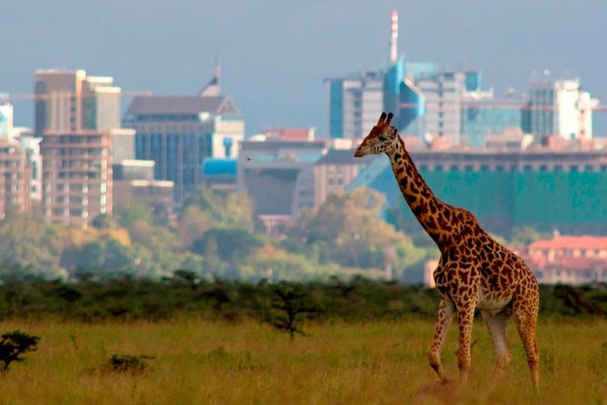 Small group tour to Nairobi park baby and optional Baby Elephants - Why Nairobi National Park works so well for a short visit