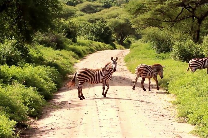 Small group tour to Nairobi park baby and optional Baby Elephants - The 6:00am pickup and why the early start matters