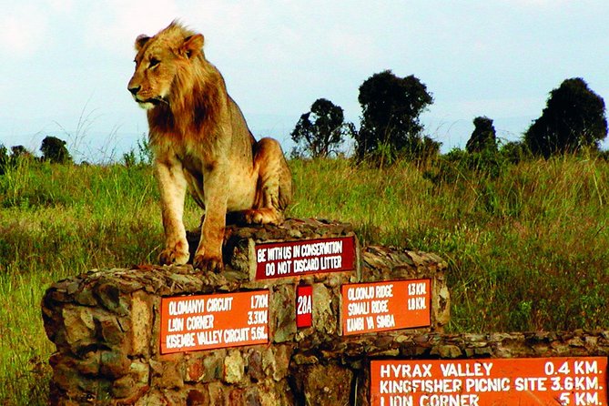 Small group tour to Nairobi park baby and optional Baby Elephants - Adding the baby elephant visit for $20