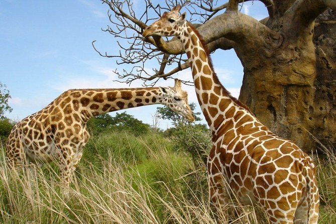 Small group tour to Nairobi park baby and optional Baby Elephants - Who will get the most from this Nairobi safari