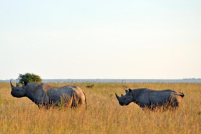 Small group tour to Nairobi park baby and optional Baby Elephants - Booking, cancellation, and practical planning