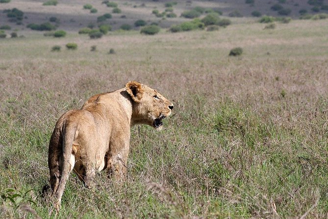 Small group tour to Nairobi park baby and optional Baby Elephants - What you may see during the three-hour game drive