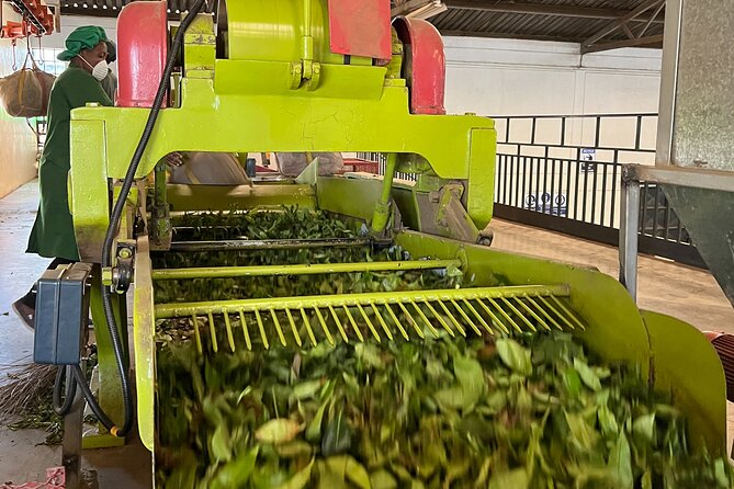 Tea Farm Experience at Riara Tea Farm And Factory Tour - Following the tea into the factory