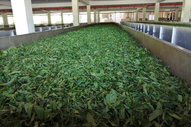 Tea Farm Experience at Riara Tea Farm And Factory Tour - Timing, transport, and practical planning