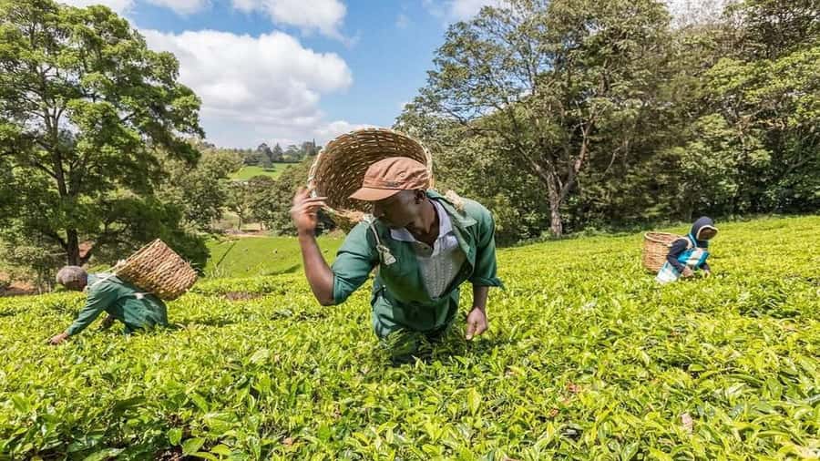 Tea Farm Tour From Nairobi (Kiambethu). - Key points before you book