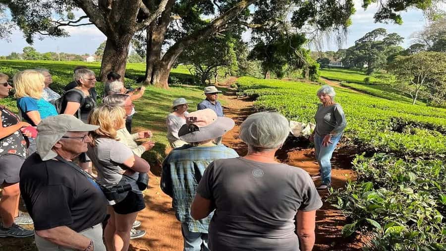 Tea Farm Tour From Nairobi (Kiambethu). - Walking the indigenous forest