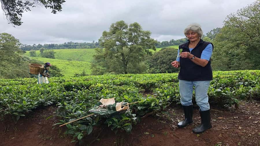 Tea Farm Tour From Nairobi (Kiambethu). - The three-course farm lunch