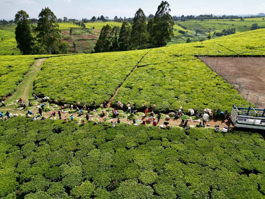 Tea Farm Tour From Nairobi (Kiambethu). - The best parts, and the limits