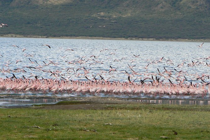 The Great Rift Valley Tour - L Bogoria, L Nakuru, L Naivasha and Hellsgate NP - Is $843.24 a fair price?