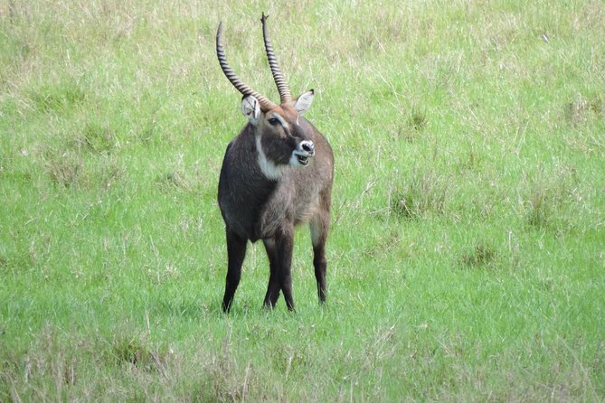 Thrilling 6 Days Amboseli-Lake Nakuru-Maasai Mara Budget Safari - What $1,647.65 buys you over six days