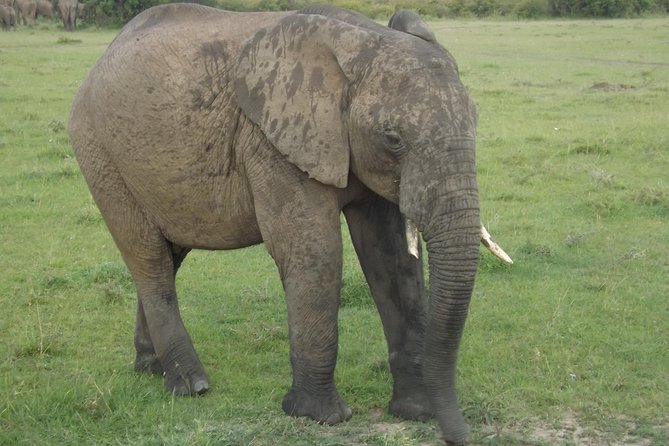 Thrilling 6 Days Amboseli-Lake Nakuru-Maasai Mara Budget Safari - Lake Nakuru brings rhinos and a different setting