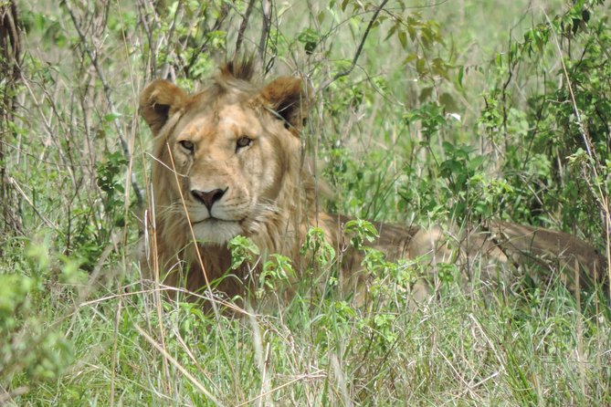 Thrilling 6 Days Amboseli-Lake Nakuru-Maasai Mara Budget Safari - The road to Maasai Mara and an afternoon introduction