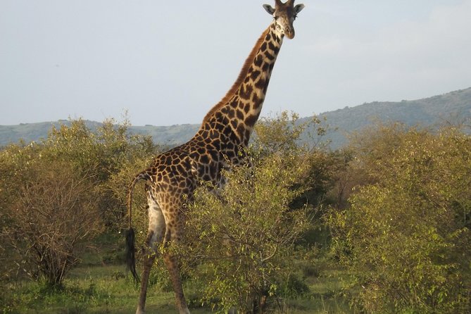 Thrilling 6 Days Amboseli-Lake Nakuru-Maasai Mara Budget Safari - A full Mara game drive with a picnic lunch