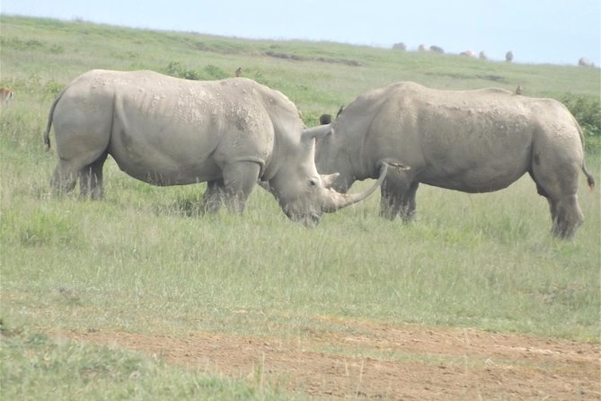 Thrilling 6 Days Amboseli-Lake Nakuru-Maasai Mara Budget Safari - Returning to Nairobi and the Carnivore lunch