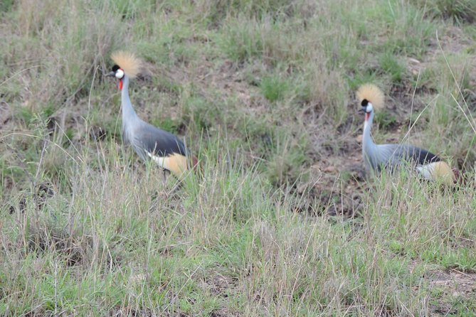 Thrilling 6 Days Amboseli-Lake Nakuru-Maasai Mara Budget Safari - Camping comfort, hotels, and daily rhythm