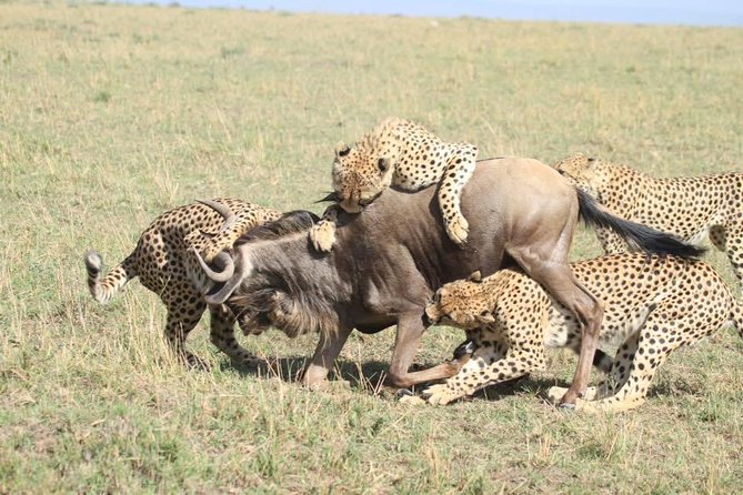Thrilling 6 Days Amboseli-Lake Nakuru-Maasai Mara Budget Safari - Nairobi to Amboseli, with Kilimanjaro in the distance
