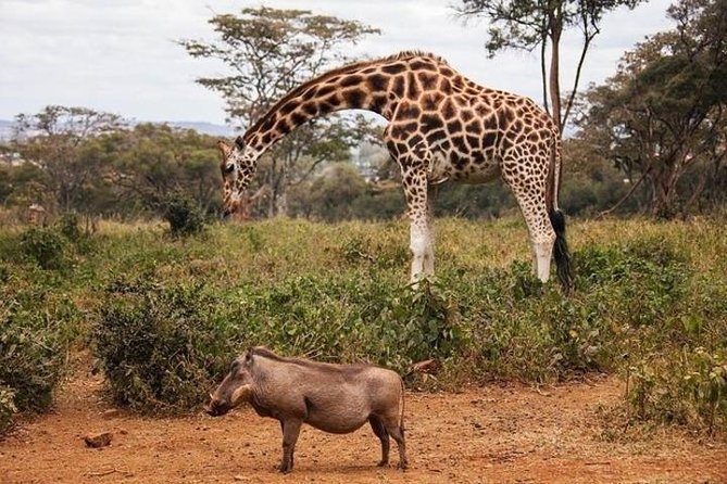 Tour: Giraffe Center and Nairobi National Park - Why Nairobi National Park is the star attraction