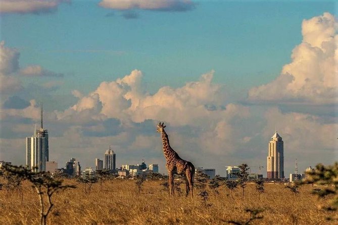 Tour: Giraffe Center and Nairobi National Park - A realistic day from pickup to return