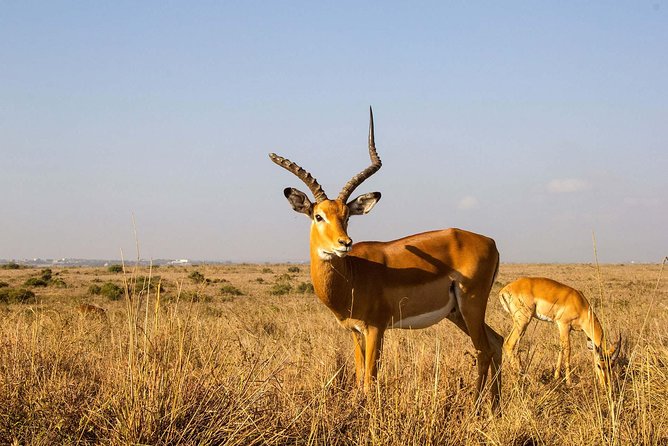 Tour: Giraffe Center and Nairobi National Park - What $176 buys you