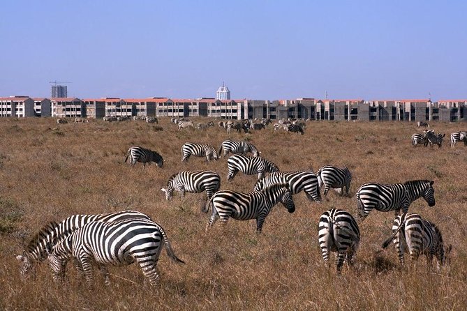 Tour: Giraffe Center and Nairobi National Park - Add-on stops and keeping the day focused