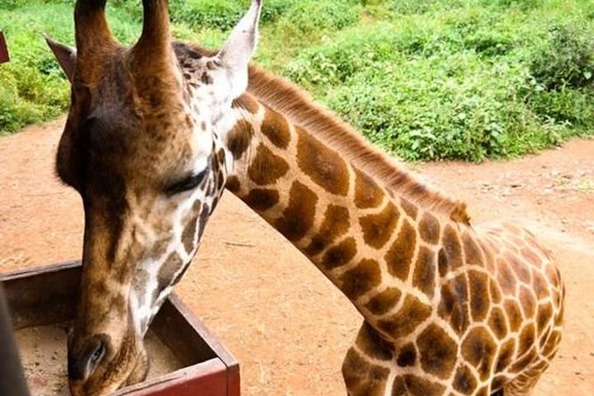 Tour Giraffe Center,Karen blixen and lunch carnivore restaurant - Why this Nairobi combination works