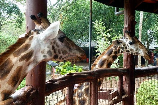 Tour Giraffe Center,Karen blixen and lunch carnivore restaurant - Is $183.57 a fair price?
