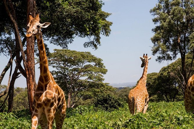 Tour Giraffe Center,Karen blixen and lunch carnivore restaurant - Meeting Rothschild’s giraffes from the raised platform