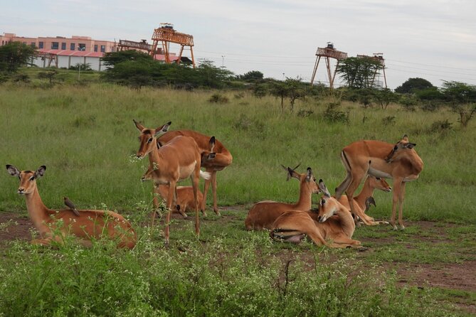 Tour Safari; Nairobi National Park - Why Nairobi National Park is such an easy safari choice